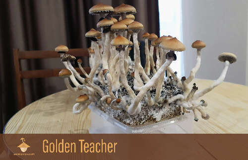 Psilocybe Cubensis Golden Teacher strain. Second flush of harvesting magic mushrooms