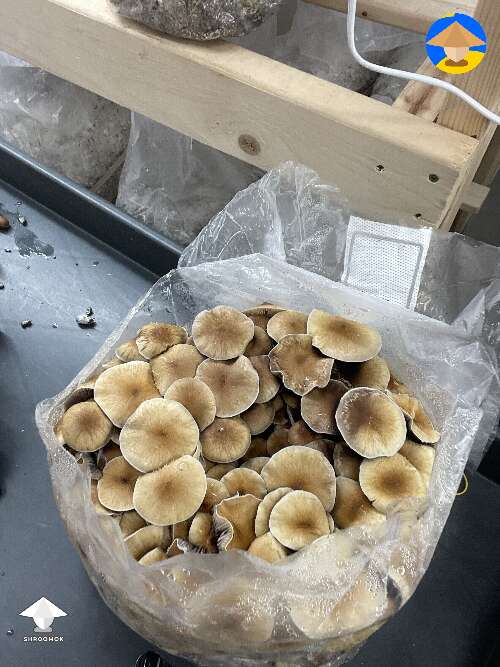 Nice bag of shrooms B+ or Golden Mammoth #2