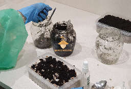Casing layer for psilocybin mushrooms growing