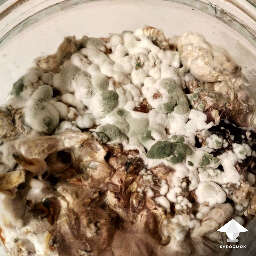 Blue green mold Penicillium