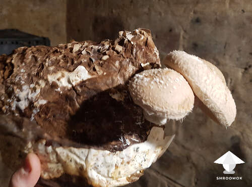 Shiitake fruiting in the basement 2