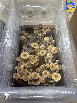B plus mushrooms are ready to harvest