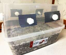 Shoebox for mushrooms