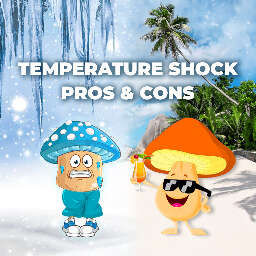 Cold shock and heat shock in mushroom cultivation