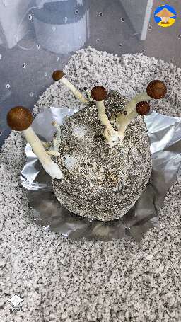 First time grower. How do they look? Details in the description #5