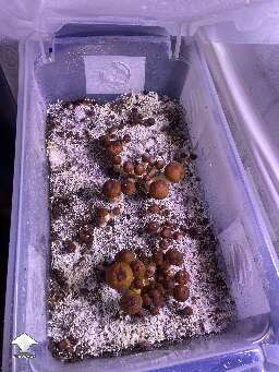Z strain tub 2 looking beautiful