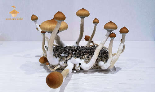 Magic mushrooms Psilocybe Cubensis Golden Teacher. Third flush of of fruiting and harvesting magic fungi at home.