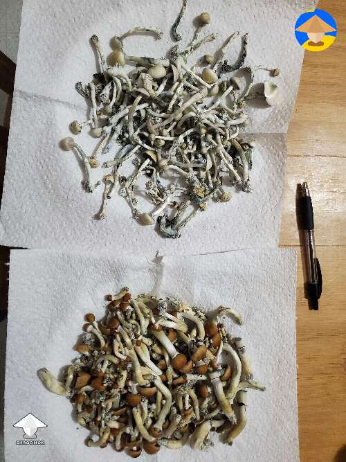 It's only my second shroom harvest ever. I'm pretty excited