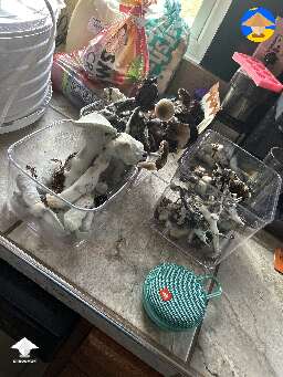 APE 338 and GT mushrooms fourth flush each