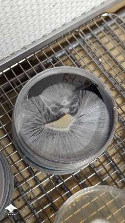 Mushroom cultures on agar - nice mycelium growth #8