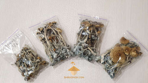Dried psilocybe mushrooms ready for storage