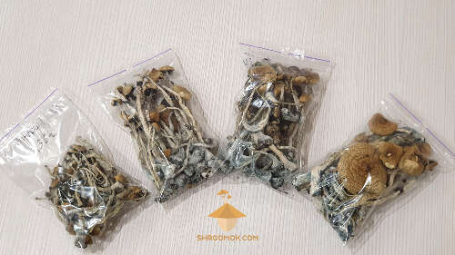 Dried psilocybin mushrooms psilocybe cubensis ready for storing