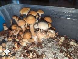 Costa Rican - first harvest 1st flush from the shoebox and here are a few Albinos 