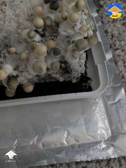 I have this discoloration on my APES. Wondering if it happens with mutation or if it is a contamination?