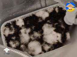 I think this is mould on the Copelandia. Could someone help? #2