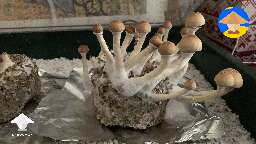 My first attempt at growing mushrooms