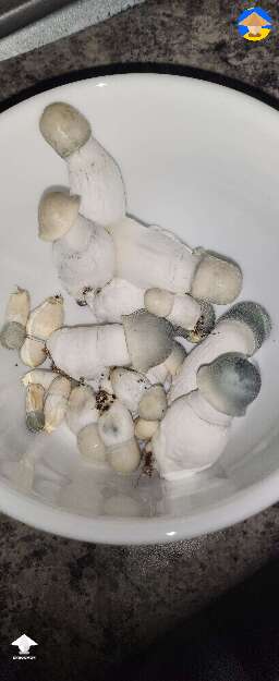 APEs shrooms another harv