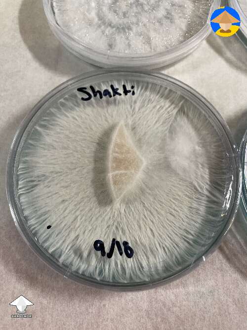 Rhizomorphic mycelium on agar