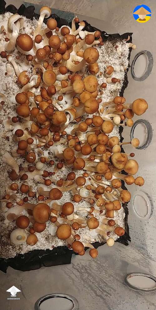 More shroom babies on the way