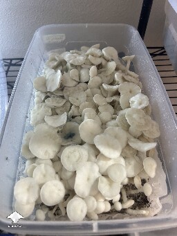 Pearly Gates mushrooms are ready for harvesting #6