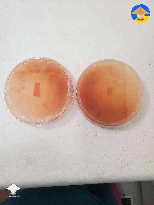 These agar plates were blue also. Started out slightly pink then turned in to this #2