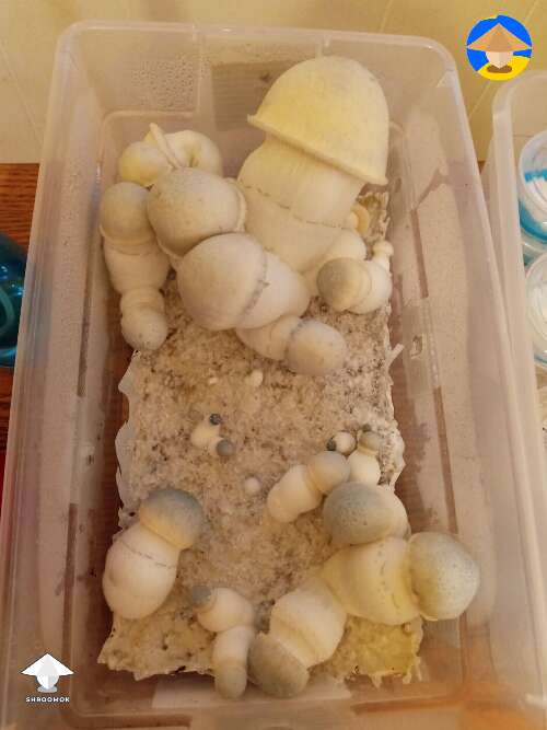First tub of APE mushrooms