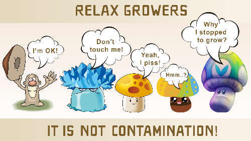 TOP-5 common not contam cases in growing mushrooms