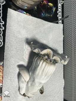 Cubensis Iceberg giant shroom