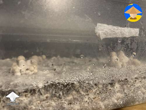 Start of fruiting APEs shrooms #2