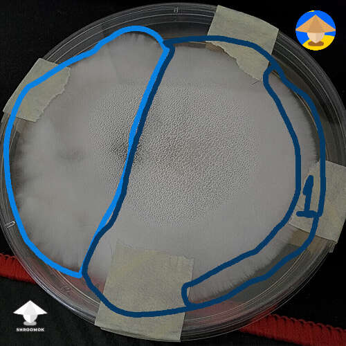 There are 2 visible colonies, I'd like to use №1 threads (the borders of myc) for the next transfer