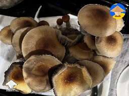 Cubensis Juke’s Peak (Miss Mush)
