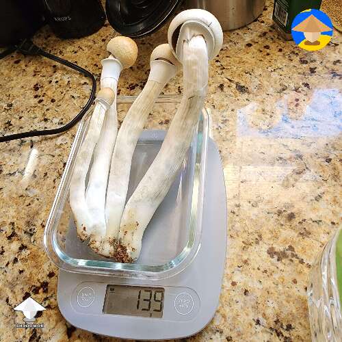 GT mushrooms harvest 4th flush first grow