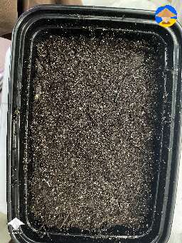 Here are some Panaeolus with casing layer #6
