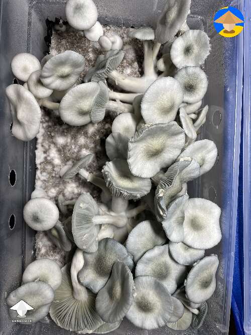 BAPER magic mushrooms