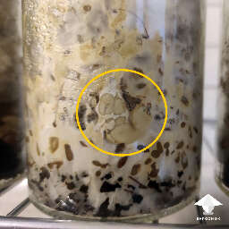 Galindoi atlantis sclerotia development