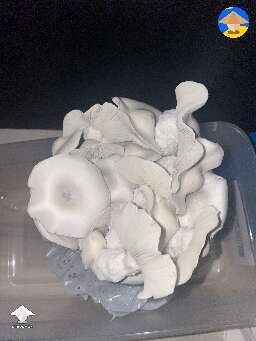 First flush of my APEs came as Reverts and my second flush gave me one big Penis Envy