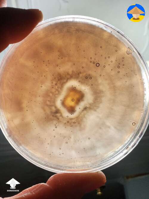 This one has some cool rings - mycelium growth on agar