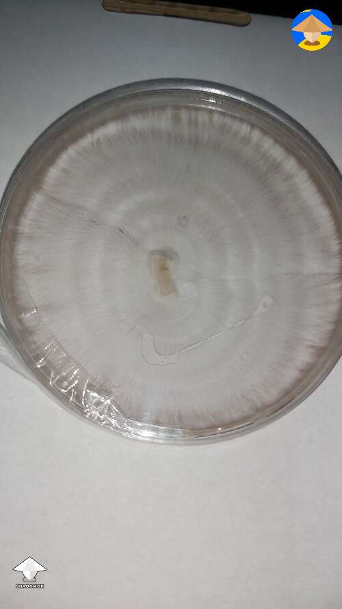 These are my first agar plates ever. Could you check them?