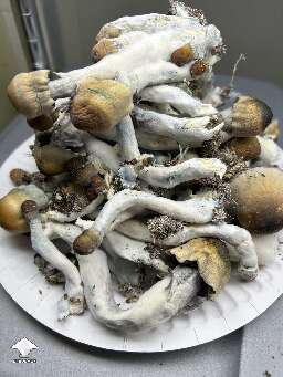I got a fistful of ODPE magic mushrooms