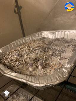 MVP shrooms starting to pin - first of 3 strains
