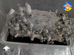 I have this discoloration on my APES. Wondering if it happens with mutation or if it is a contamination? #2
