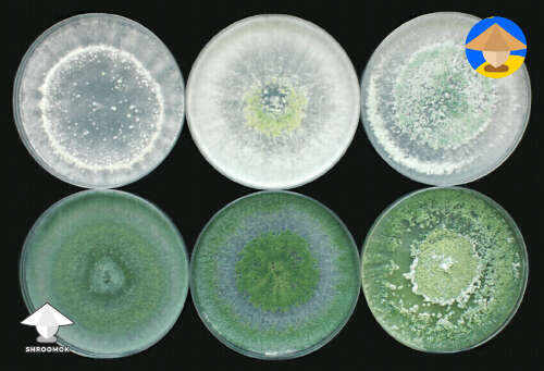 There are 254 different types of trichoderma mold #2
