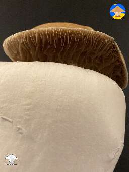 Hillbilly Pumpkin second flush #3