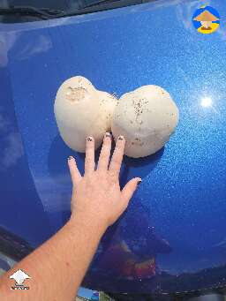 Giant gourmet puffball mushrooms