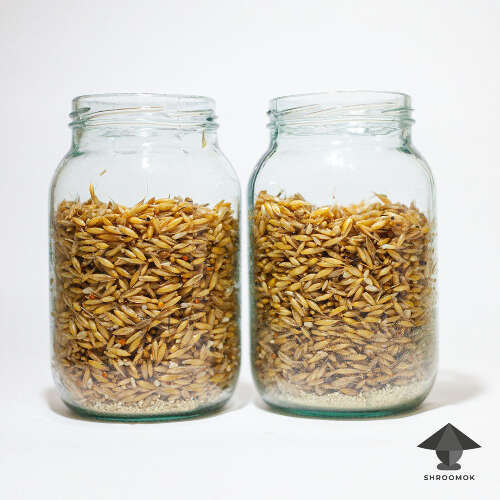 Jars with grain substrate