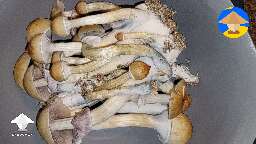 Golden teacher mushrooms harvest