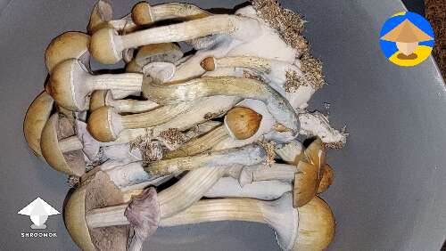Golden teacher mushrooms harvest