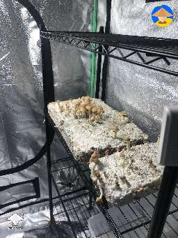 Alacabenzi mushrooms in grow tent