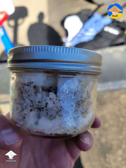 Wrong filters for grain jars or temperature influence - more in comments