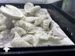 Albino Trinity Tub #2